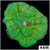 Grade A Maxi Mini Carpet Anemone
