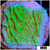 Neon Montipora