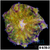 Grade A Maxi Mini Carpet Anemone