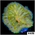 Grade B Maxi Mini Carpet Anemone