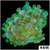 ASD Nuclear Bubbletip Anemone