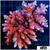 Cultured BC Unicorn Bubblebath Acropora Colony