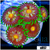 ASD Daisy Cutter Zoanthids