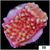 Orange Phoenix Montipora