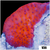 Orange Phoenix Montipora