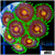 ASD Daisy Cutter Zoanthids
