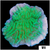 Neon Montipora