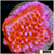 Orange Phoenix Montipora