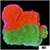 ASD Grafted Montipora