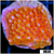 Orange Phoenix Montipora