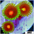 ASD Daisy Cutter Zoanthids