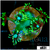 Neon Star Goniopora