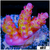 ORA Red Planet Acropora