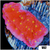 Sunburst Montipora