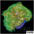 Grade B Maxi Mini Carpet Anemone