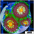 ASD Daisy Cutter Zoanthids