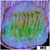 Neon Montipora