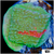ASD Grafted Montipora