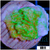 Neon Montipora