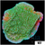 ASD Grafted Montipora