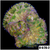 Grade B Maxi Mini Carpet Anemone