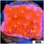 Sunburst Montipora