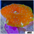 Teal Spotted Discosoma