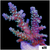 ASD Rainbow Tenuis Acropora