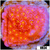 Sunburst Montipora
