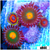 ASD Combo Zoanthids
