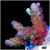 BC Bubblebath Unicorn Acropora