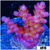 ORA Red Planet Acropora