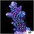 Iced Acropora