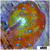 Teal Spotted Discosoma