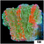 Grafted Montipora
