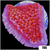 Orange Phoenix Montipora