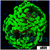 Indo Neon Splatter Hammer