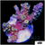Rainbow Fusion Tenuis Acropora