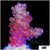 BC Bubblebath Unicorn Acropora