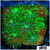 Toxic Leptastrea