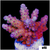 BC Bubblebath Unicorn Acropora