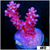 Grape Tort Acropora
