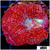 Sparkling Acan Bowerbanki
