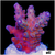 BC Bubblebath Unicorn Acropora