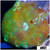 Teal Spotted Discosoma