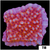 Orange Phoenix Montipora