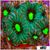 Grafted War Coral Favia