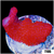 *CLEARANCE* Red Montipora Digitata