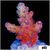 BC Bubblebath Unicorn Acropora