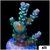 ASD Rainbow Tenuis Acropora